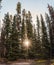 Sunray through Pine trees in Autumn forest