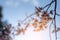 Sunray of pink cherry blossoms or sakura on the tree in winter with blue sky background