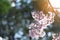 Sunray of pink cherry blossoms or sakura on the tree in winter with blue sky background