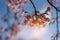 Sunray of pink cherry blossoms or sakura on the tree in winter with blue sky background