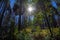 Sunray and Silhouette of dry Pine Trees in a Forest