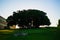 Sunrays crossing through the branches of a tree in a green grass hill during the sunset. Cerro de Santa Catalina, Gijon, Asturias