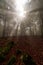 Sunrays in an enchanted beech forest in Entzia