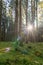 Sunrays falling into a forest in the fall season in the portrait format, healty atmosphere in the rural woods.