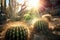 sunrays filtering through cactus spines