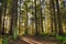 Sunrays filtering thru the forest foliage in a Vancouver Island