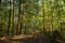 Sunrays filtering thru the forest foliage in a Vancouver Island