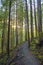 Sunrays filtering thru the forest foliage in a Vancouver Island