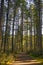 Sunrays filtering thru the forest foliage in Vancouver Island, Canada