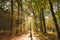 Sunrays of light in autumn forest with path and trees with colourful leaves.