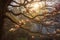 sunrays peeping through magnolia tree branches