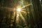 sunrays penetrating through bamboo canopy