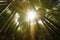 sunrays penetrating through bamboo canopy