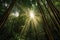 sunrays penetrating through bamboo canopy