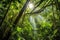 sunrays penetrating the dense canopy of a rainforest reserve