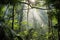 sunrays penetrating the dense canopy of a rainforest reserve