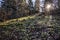 Sunrays scene in coniferous forest, Big Fatra, Slovakia