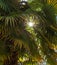 Sunrays shine through branches of a palm tree