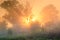 Sunrays shine through fog at tree. Rural landscape