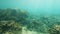 Sunrays shining in the coral reefs underwater.