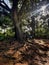 Sunrays stream through Kenyan woodland