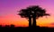 Sunrise Africa with Baobab tree in Okavango Delta