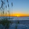 Sunrise on Amelia Island Through the Sea Oats