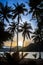 Sunrise appears behind the coconut trees