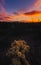Sunrise in the Arizona desert and a cholla cactus