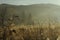 Sunrise. Autumn Landscape. Moody Morning Meadow.