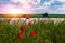 Sunrise on the background of wild poppies on the river bank