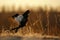 Sunrise Backlight Portrait of a Female black grouse (Tetrao tetrix)