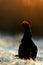 Sunrise Backlight Portrait of a Gorgeous lekking black grouse (Tetrao tetrix)