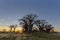 Sunrise at Baines Baobabs