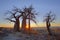 Sunrise at the Baobab\'s