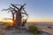 Sunrise at baobab tree