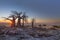 Sunrise at the baobabs at Kubu Island