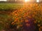 Sunrise behind Black Eyed Susans