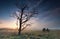 Sunrise behind dry tree on swamp