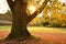 Sunrise behind large old tree with leaves scattered beneath