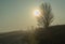 Sunrise behind a lone tree in a misty Northumberland landscape