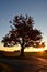 Sunrise behind Silhouette of Large old oak tree along a winding drive on a farm in Autumn