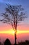 Sunrise behind the tree in beautiful morning at Phu Kradueng National Park