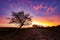Sunrise behing a hawthorn tree