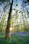 Sunrise in bluebell forest