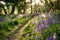 Sunrise through bluebell woodland