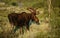 Sunrise bull moose