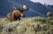 Sunrise bull moose in velvet