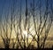 Sunrise , bushes and power plant