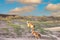 Sunrise coastal landscape with dunes with marram grass and two sheepdogs